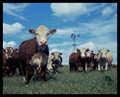 Cattle in the Flint Hills